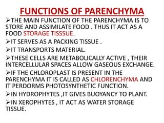 FUNCTIONS OF PARENCHYMA
THE MAIN FUNCTION OF THE PARENCHYMA IS TO
STORE AND ASSIMILATE FOOD . THUS IT ACT AS A
FOOD STORAGE TISSSUE.
IT SERVES AS A PACKING TISSUE .
IT TRANSPORTS MATERIAL.
THESE CELLS ARE METABOLICALLY ACTIVE , THEIR
INTERCELLULAR SPACES ALLOW GASEOUS EXCHANGE.
IF THE CHLOROPLAST IS PRESENT IN THE
PARENCHYMA IT IS CALLED AS CHLORENCHYMA AND
IT PERDORMS PHOTOSYNTHETIC FUNCTION.
IN HYDROPHYTES ,IT GIVES BUOYANCY TO PLANT.
IN XEROPHYTES , IT ACT AS WATER STORAGE
TISSUE.
 