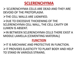 SCLERENCHYMA
 SCLERENCHYMA CELLS ARE DEAD AND THEY ARE
DEVOID OF THE PROTOPLASM.
THE CELL WALLS ARE LIGNIFIED.
DUE TO EXCESSIVE THICKENING OF THE
SCLERENCHYMA CELL WALL, THE CELL CAVITY OR
LUMEN IS ABSENT.
IN BETWEEN SCLERENCHYMA CELLS THERE EXIST A
MIDDLE LAMELLA (CEMENTING MATERIAL)
FUNCTION
IT IS MECHANIC AND PROTECTIVE IN FUNCTION.
IT PROVIDES ELASTICITY TO PLANT BODY AND HELP
TO STAND IN VARIOUS STRAINS.
 