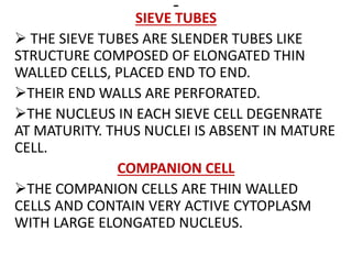 -
SIEVE TUBES
 THE SIEVE TUBES ARE SLENDER TUBES LIKE
STRUCTURE COMPOSED OF ELONGATED THIN
WALLED CELLS, PLACED END TO END.
THEIR END WALLS ARE PERFORATED.
THE NUCLEUS IN EACH SIEVE CELL DEGENRATE
AT MATURITY. THUS NUCLEI IS ABSENT IN MATURE
CELL.
COMPANION CELL
THE COMPANION CELLS ARE THIN WALLED
CELLS AND CONTAIN VERY ACTIVE CYTOPLASM
WITH LARGE ELONGATED NUCLEUS.
 