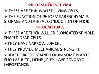 -PHLOEM PARENCHYMA
 THESE ARE THIN WALLED LIVING CELLS.
 THE FUNCTION OF PHLOEM PARENCHYMA IS
STORAGE AND LATERAL CONDUCTION OF FOOD.
PHLOEM FIBRES
 THESE ARE THICK WALLED ELONGATED SPINDLE
SHAPED DEAD CELLS.
THEY HAVE NARROW LUMEN.
THEY PROVIDE MECHANICAL STRENGTH.
BLAST FIBRES OBTAINED FROM SOME PLANTS
SUCH AS JUTE , HEMP , FLEX HAVE ECNOMIC
IMPORTANCE.
 