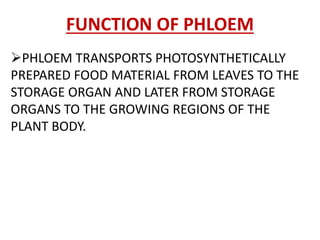 FUNCTION OF PHLOEM
PHLOEM TRANSPORTS PHOTOSYNTHETICALLY
PREPARED FOOD MATERIAL FROM LEAVES TO THE
STORAGE ORGAN AND LATER FROM STORAGE
ORGANS TO THE GROWING REGIONS OF THE
PLANT BODY.
 