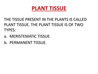 PLANT TISSUE
THE TISSUE PRESENT IN THE PLANTS IS CALLED
PLANT TISSUE. THE PLANT TISSUE IS OF TWO
TYPES:
a. MERISTEMATIC TISSUE
b. PERMANENT TISSUE.
 
