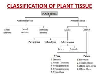 CLASSIFICATION OF PLANT TISSUE
 