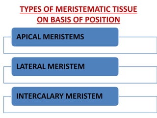 TYPES OF MERISTEMATIC TISSUE
ON BASIS OF POSITION
APICAL MERISTEMS
LATERAL MERISTEM
INTERCALARY MERISTEM
 