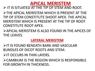 APICAL MERISTEM
 IT IS SITUATED AT THE TIP OF STEM AND ROOT.
THE APICAL MERISTEM WHICH IS PRESENT AT THE
TIP OF STEM CONSTITUTE SHOOT APEX. THE APICAL
MERISTEM WHICH IS PRESENT AT THE TIP OF ROOT
CONSTITUTE ROOT APEX.
APICAL MERISTEM IS ALSO FOUND IN THE APICES OF
THE LEAVES.
LATERAL MERISTEM
IT IS FOUND BENEATH BARK AND VASCULAR
BUNDLES OF DICOT ROOTS AND STEM.
IT OCCURS IN THIN LAYERS.
CAMBIUM IS THE REGION WHICH IS RESPONSIBLE
FOR GROWTH IN THICKNESS.
 