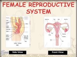 FEMALE REPRODUCTIVE
SYSTEM
Front View
Side View
 
