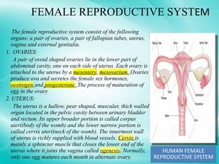 FEMALE REPRODUCTIVE SYSTEM
The female reproductive system consist of the following
organs- a pair of ovaries, a pair of fallopian tubes, uterus,
vagina and external genitalia.
1. OVARIES:
A pair of ovoid shaped ovaries lie in the lower part of
abdominal cavity, one on each side of uterus. Each ovary is
attached to the uterus by a mesentery, mesovarium. Ovaries
produce ova and secretes the female sex hormones,
oestrogen and progesterone. The process of maturation of
egg in the ovary
2. UTERUS:
The uterus is a hallow, pear shaped, muscular, thick walled
organ located in the pelvic cavity between urinary bladder
and rectum. Its upper broader portion is called corpus
uteri(body of the womb) and the lower narrow portion is
called cervix uteri(neck of the womb). The innermost wall
of uterus is richly supplied with blood vessels. Cervix is
mainly a sphincter muscle that closes the lower end of the
uterus where it joins the vagina called ogenesis. Normally,
only one egg matures each month in alternate ovary.
HUMAN FEMALE
REPRODUCTIVE SYSTEM
HUMAN FEMALE
REPRODUCTIVE SYSTEM
 
