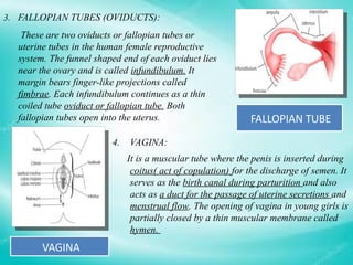4. VAGINA:
It is a muscular tube where the penis is inserted during
coitus( act of copulation) for the discharge of semen. It
serves as the birth canal during parturition and also
acts as a duct for the passage of uterine secretions and
menstrual flow. The opening of vagina in young girls is
partially closed by a thin muscular membrane called
hymen.
These are two oviducts or fallopian tubes or
uterine tubes in the human female reproductive
system. The funnel shaped end of each oviduct lies
near the ovary and is called infundibulum. It
margin bears finger-like projections called
fimbrae. Each infundibulum continues as a thin
coiled tube oviduct or fallopian tube. Both
fallopian tubes open into the uterus.
3. FALLOPIAN TUBES (OVIDUCTS):
FALLOPIAN TUBE
VAGINA
 