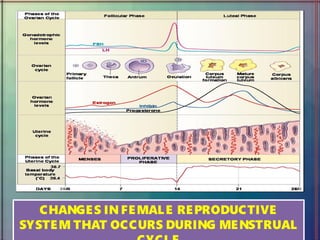 CHANGES IN FEMALE REPRODUCTIVE
SYSTEM THAT OCCURS DURING MENSTRUAL
CHANGES IN FEMALE REPRODUCTIVE
SYSTEM THAT OCCURS DURING MENSTRUAL
 