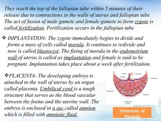  IMPLANTATION- The zygote immediately begins to divide and
forms a mass of cells called morula. It continues to redivide and
now is called blastocyst. The fixing of morula in the endometrium
wall of uterus is called as implantation and female is said to be
pregnant. Implantation takes place about a week after fertilization.
They reach the top of the fallopian tube within 5 minutes of their
release due to contractions in the walls of uterus and fallopian tube.
The act of fusion of male gamete and female gamete to form zygote is
called fertilization. Fertilization occurs in the fallopian tube
PLACENTA- The developing embryo is
attached to the wall of uterus by an organ
called placenta. Umbilical cord is a tough
structure that serves as the blood vascular
between the foetus and the uterine wall. The
embryo is enclosed in a sac called amnion
which is filled with amniotic fluid.
Structure of
Placenta
 