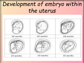 Development of embryo within
the uterus
 