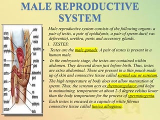 MALE REPRODUCTIVE
SYSTEM
MALE REPRODUCTIVE
SYSTEM
Male reproductive system consists of the following organs- a
pair of testis, a pair of epididymis, a pair of sperm duct( vas
deferentia), urethra, penis and accessory glands.
1. TESTES:
• Testes are the male gonads. A pair of testes is present in a
human male.
• In the embryonic stage, the testes are contained within
abdomen. They descend down just before birth. Thus, testes
are extra abdominal. These are present in a thin pouch made
up of skin and connective tissue called scrotal sac or scrotum.
• The high temperature of body does not allow maturation of
sperm. Thus, the scrotum acts as thermoregulator and helps
in maintaining temperature at about 2-3 degree celsius lower
than the body temperature for the process of spermatogenia.
• Each testes is encased in a capsule of white fibrous
connective tissue called tunica albuginea.
 