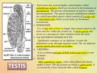 • Each testes has several highly coiled tubules called
seminiferous tubules which are involved in the formation of
spermatozoa. The process of formation of sperm is called
spermatogenesis. The spaces between seminiferous tubules
are called interstitial spaces which consists of Leydig cells
or interstitial cells which secrete male sex hormones,
testosterone.
2. EPIDIDYMIS:
It is a long tube of 6cm in length, that remain attach to the
testis and lies within the scrotal sac. It stores sperm and
serves as a passage for their transport from the testis.
3. VAS DEFERENS (SPERM DUCTS):
Epididymis continues to vas deferens. It enter the
abdominal cavity through inguinal canal. The vas deferens
carries sperm from testes to urethra.
4. URETHRA:
It is a common passage of both semen and urine in case
of males.
5. PENIS:
Male copulatory organ, which when filled with blood
makes it erect. The tip of penis is called as glans penis. It
is covered by a lose retractile skin called Prepuce.
TESTIS
TESTIS
 