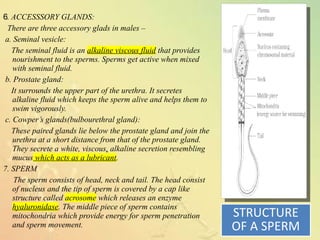 6. ACCESSSORY GLANDS:
There are three accessory glads in males –
a. Seminal vesicle:
The seminal fluid is an alkaline viscous fluid that provides
nourishment to the sperms. Sperms get active when mixed
with seminal fluid.
b. Prostate gland:
It surrounds the upper part of the urethra. It secretes
alkaline fluid which keeps the sperm alive and helps them to
swim vigorously.
c. Cowper’s glands(bulbourethral gland):
These paired glands lie below the prostate gland and join the
urethra at a short distance from that of the prostate gland.
They secrete a white, viscous, alkaline secretion resembling
mucus which acts as a lubricant.
7. SPERM
The sperm consists of head, neck and tail. The head consist
of nucleus and the tip of sperm is covered by a cap like
structure called acrosome which releases an enzyme
hyaluronidase. The middle piece of sperm contains
mitochondria which provide energy for sperm penetration
and sperm movement.
STRUCTURE
OF A SPERM
 