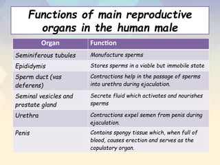 Functions of main reproductive
organs in the human male
Organ Function
Seminiferous tubules Manufacture sperms
Epididymis Stores sperms in a viable but immobile state
Sperm duct (vas
deferens)
Contractions help in the passage of sperms
into urethra during ejaculation.
Seminal vesicles and
prostate gland
Secrete fluid which activates and nourishes
sperms
Urethra Contractions expel semen from penis during
ejaculation.
Penis Contains spongy tissue which, when full of
blood, causes erection and serves as the
copulatory organ.
 