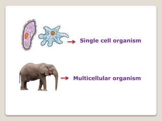 Single cell organism
Multicellular organism
 