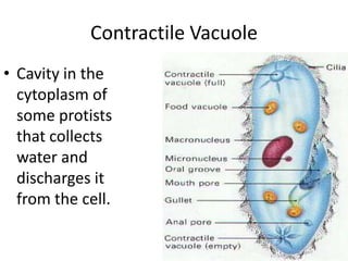 Contractile Vacuole Cavity in the cytoplasm of some protists that collects water and discharges it from the cell. 
