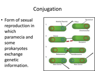 ConjugationForm of sexual reproduction in which paramecia and some prokaryotes exchange genetic information.