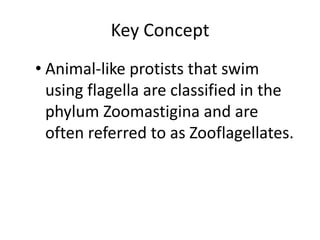 Key Concept Animal-like protists that swim using flagella are classified in the phylum Zoomastigina and are often referred to as Zooflagellates.Key Concept Some animal-like protists cause serious diseases, including malaria and African sleeping sickness.