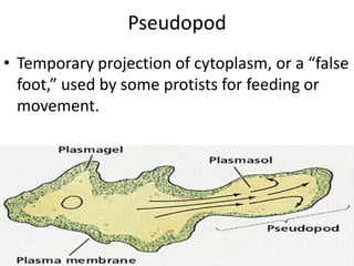 Pseudopod Temporary projection of cytoplasm, or a “false foot,” used by some protists for feeding or movement.