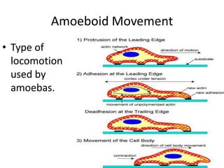 Amoeboid Movement Type of locomotion used by amoebas.