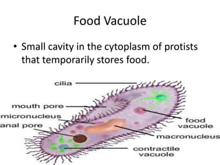 Food Vacuole Small cavity in the cytoplasm of protists that temporarily stores food.