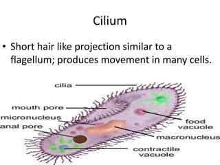 CiliumShort hair like projection similar to a flagellum; produces movement in many cells.