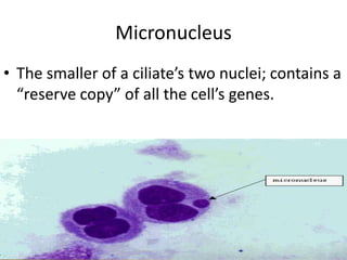 Micronucleus The smaller of a ciliate’s two nuclei; contains a “reserve copy” of all the cell’s genes.