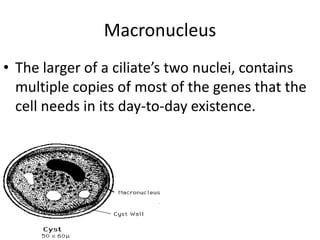 Macronucleus The larger of a ciliate’s two nuclei, contains multiple copies of most of the genes that the cell needs in its day-to-day existence.