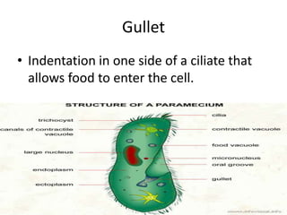 Gullet Indentation in one side of a ciliate that allows food to enter the cell.