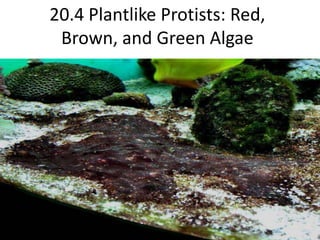 20.4 Plantlike Protists: Red, Brown, and Green Algae,[object Object]