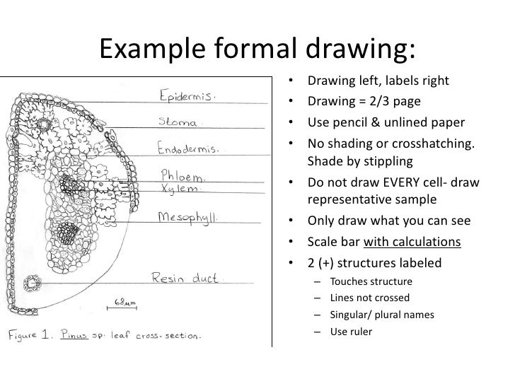 drawing biological diagrams biology 20190 a 20lab 201 20 20intro drawing biological diagrams biology 20190 a 20lab 201 20 20intro
