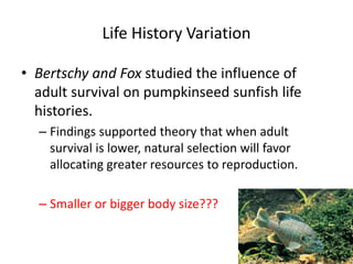 12
Life History Variation
• Bertschy and Fox studied the influence of
adult survival on pumpkinseed sunfish life
histories.
– Findings supported theory that when adult
survival is lower, natural selection will favor
allocating greater resources to reproduction.
– Smaller or bigger body size???
12
 