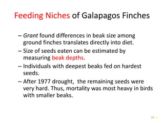 24
Feeding Niches of Galapagos Finches
– Grant found differences in beak size among
ground finches translates directly into diet.
– Size of seeds eaten can be estimated by
measuring beak depths.
– Individuals with deepest beaks fed on hardest
seeds.
– After 1977 drought, the remaining seeds were
very hard. Thus, mortality was most heavy in birds
with smaller beaks.
24
 