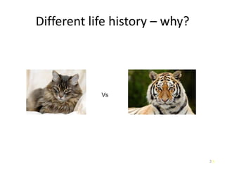 3
Different life history – why?
3
Vs
 