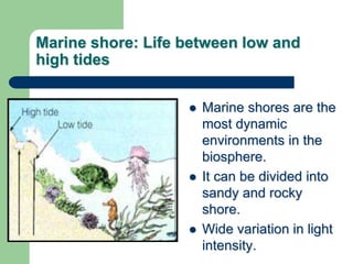 Marine shore: Life between low and
high tides
 Marine shores are the
most dynamic
environments in the
biosphere.
 It can be divided into
sandy and rocky
shore.
 Wide variation in light
intensity.
 
