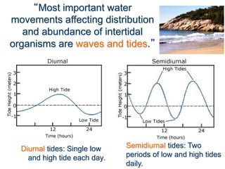 Diurnal tides: Single low
and high tide each day.
“Most important water
movements affecting distribution
and abundance of intertidal
organisms are waves and tides.”
Semidiurnal tides: Two
periods of low and high tides
daily.
 