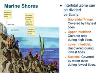 Marine Shores  Intertidal Zone can
be divided
vertically:
– Supratidal Fringe:
Covered by highest
tides.
– Upper Intertidal:
Covered only
during high tides.
– Lower Intertidal:
Uncovered during
lowest tides.
– Subtidal: Covered
by water even
during lowest tides.
 