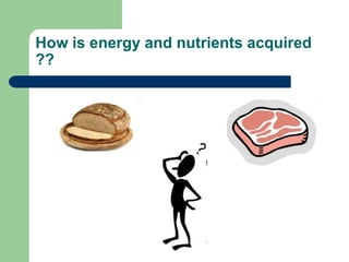 How is energy and nutrients acquired
??
 