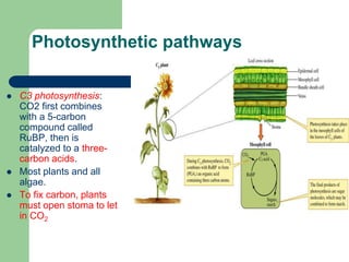 Photosynthetic pathways
 C3 photosynthesis:
CO2 first combines
with a 5-carbon
compound called
RuBP, then is
catalyzed to a three-
carbon acids.
 Most plants and all
algae.
 To fix carbon, plants
must open stoma to let
in CO2
 