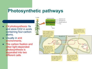 Photosynthetic pathways
 C4 photosynthesis: fix
and store CO2 in acids
containing four-carbon
atoms.
 Usually in arid
environments.
 The carbon fixation and
other light-depended
photosynthesis is
separated into two
different cells
 