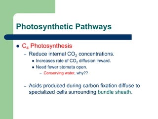 Photosynthetic Pathways
 C4 Photosynthesis
– Reduce internal CO2 concentrations.
 Increases rate of CO2 diffusion inward.
 Need fewer stomata open.
– Conserving water, why??
– Acids produced during carbon fixation diffuse to
specialized cells surrounding bundle sheath.
 