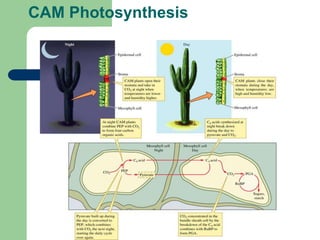 CAM Photosynthesis
 