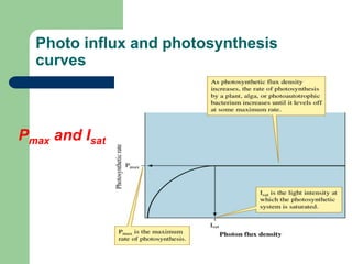 Photo influx and photosynthesis
curves
Pmax and Isat
 