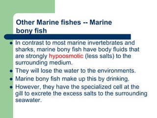  In contrast to most marine invertebrates and
sharks, marine bony fish have body fluids that
are strongly hypoosmotic (less salts) to the
surrounding medium.
 They will lose the water to the environments.
 Marine bony fish make up this by drinking.
 However, they have the specialized cell at the
gill to excrete the excess salts to the surrounding
seawater.
Other Marine fishes -- Marine
bony fish
 