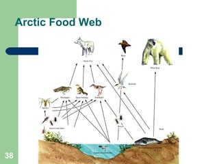 Arctic Food Web
38
 