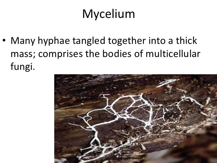 Biology21 1110223135253phpapp01