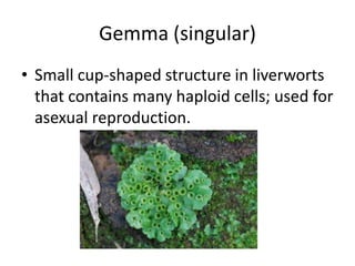 Gemma (singular)Small cup-shaped structure in liverworts that contains many haploid cells; used for asexual reproduction.