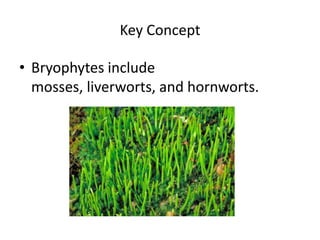 Key ConceptBryophytes include mosses, liverworts, and hornworts.