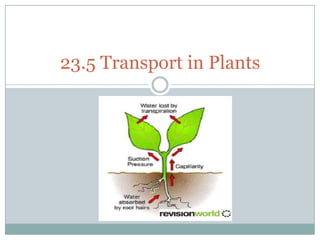 23.5 Transport in Plants 